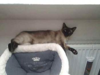 Layla Bild von Layla