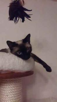 Layla Bild von Layla