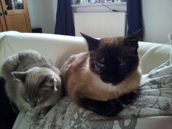 Ajuba Bild von Ajuba