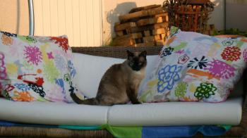 Ajuba Bild von Ajuba