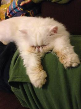 Romeo Bild von Romeo
