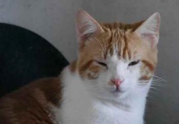 Pepin Bild von Pepin
