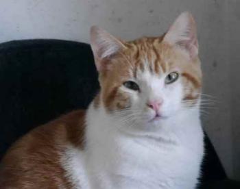 Pepin Bild von Pepin