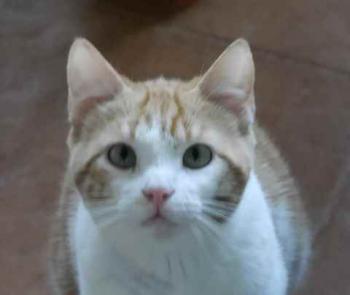 Pepin Bild von Pepin