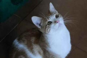 Pepin Bild von Pepin