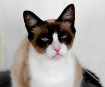 Cilia Bild von Cilia