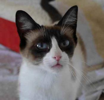 Cilia Bild von Cilia