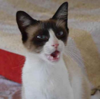 Cilia Bild von Cilia