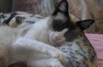 Cilia Bild von Cilia