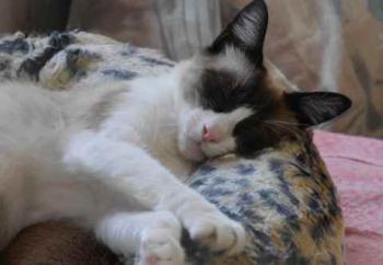 Cilia Bild von Cilia