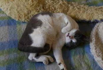 Snoh Bild von Snoh