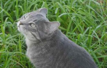 Cuco Bild von Cuco