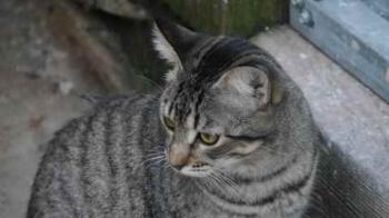 Bild von Shirkan