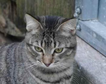 Bild von Shirkan