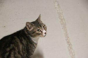 Corina Bild von Corina