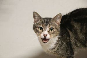 Corina Bild von Corina