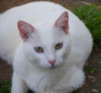 Poppy Bild von Poppy
