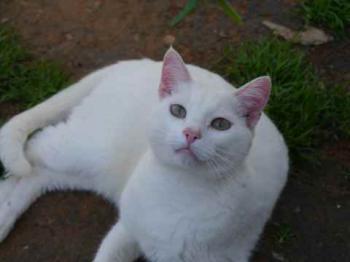 Poppy Bild von Poppy