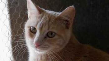 Thai Bild von Thai