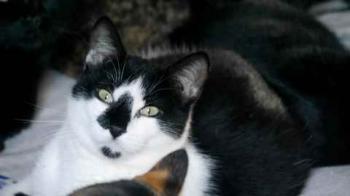 Bild von Boo