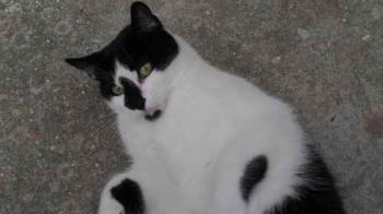 Bild von Boo