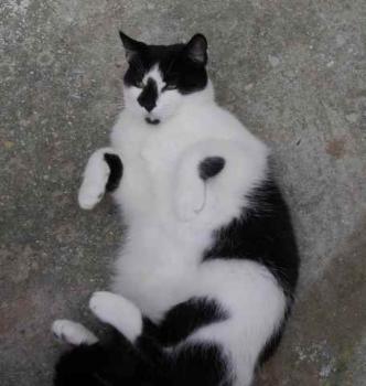Bild von Boo