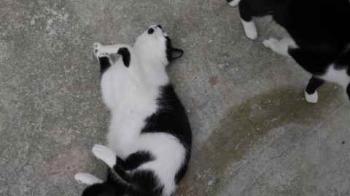 Bild von Boo