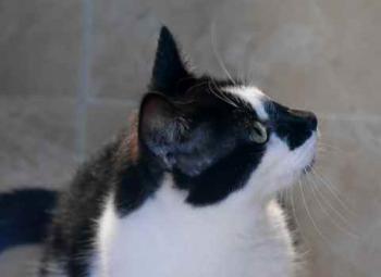 Bild von Boo