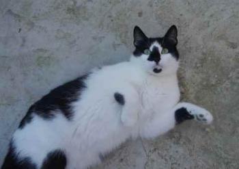 Bild von Boo