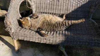 Tomasin Bild von Tomasin