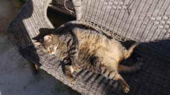 Tomasin Bild von Tomasin