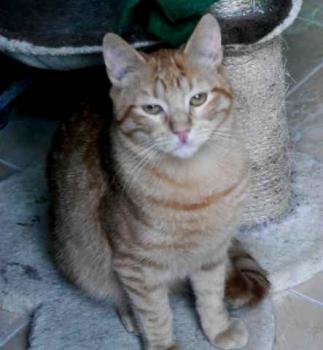 Nakai Bild von Nakai