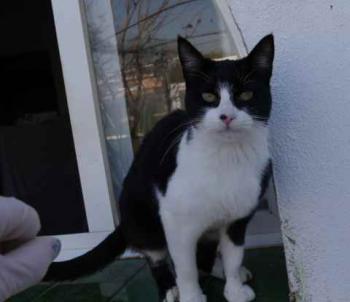 Ishi Bild von Ishi