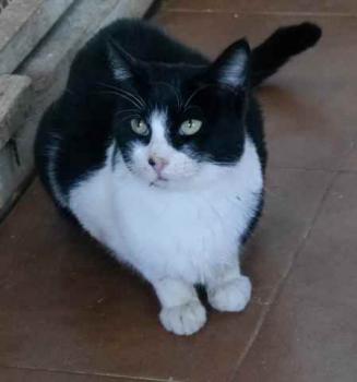 Ishi Bild von Ishi