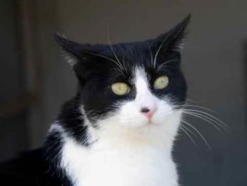 Ishi Bild von Ishi