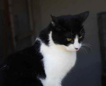 Ishi Bild von Ishi