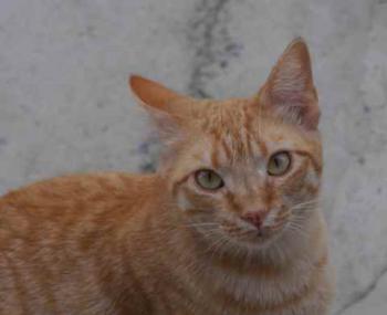 Neila Bild von Neila