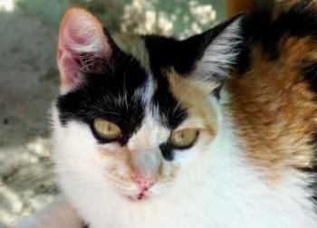 Kitty Bild von Kitty