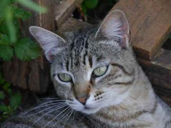 Phelina Bild von Phelina
