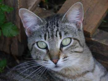Phelina Bild von Phelina