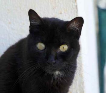 Pucca Bild von Pucca