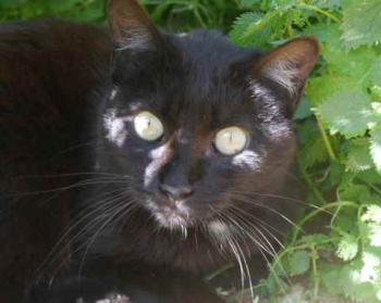 Pucca Bild von Pucca