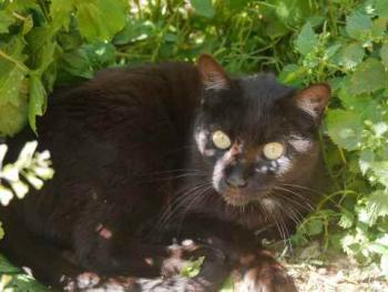 Pucca Bild von Pucca