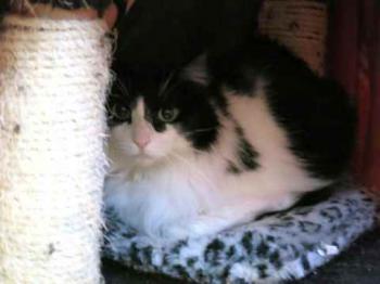 Layla Bild von Layla