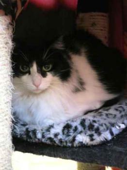 Layla Bild von Layla