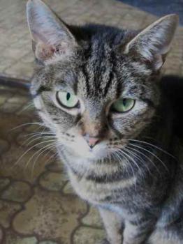 Nala Bild von Nala