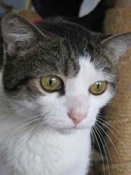 Carinoso Bild von Carinoso
