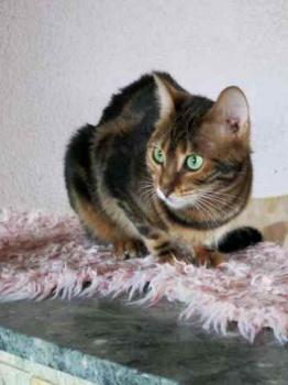 Yesaja Bild von Yesaja