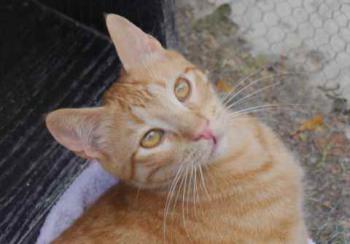 Nakai Bild von Nakai