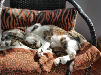 Bild von Mijou
